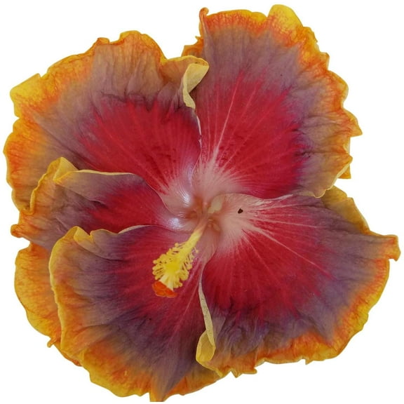 Hibiscus Flower Shrub, Cajun Color Night Runner, Starter Plant