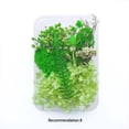 thumbnail image 4 of Advancent Plantas de flores secas Fabricación en seco para la caja del teléfono móvil Artesanías de velas Adornos de boda hechos a mano Joyería Artesanía tipo8 Advancent HA084403-08, 4 of 6