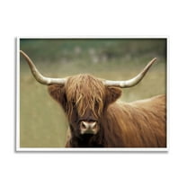 Stupell Industries Highland Cattle Shaggy Hair Country Animal Portrait Photography, 14 x 11, Design by Danita Delimont