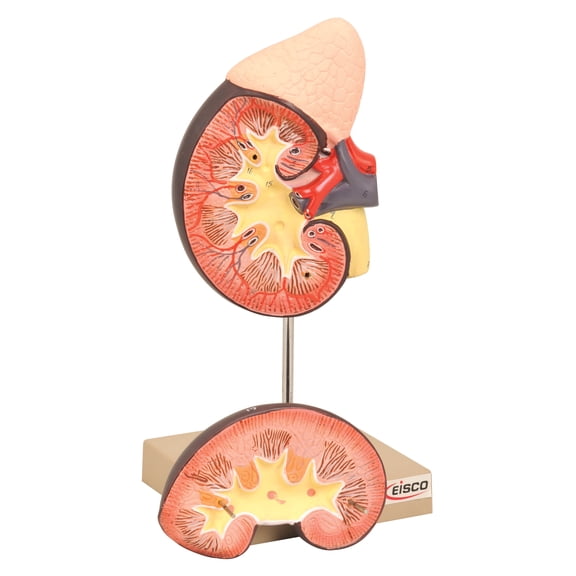 Eisco Labs Model, Human, Kidney, Life Size, 2 Part