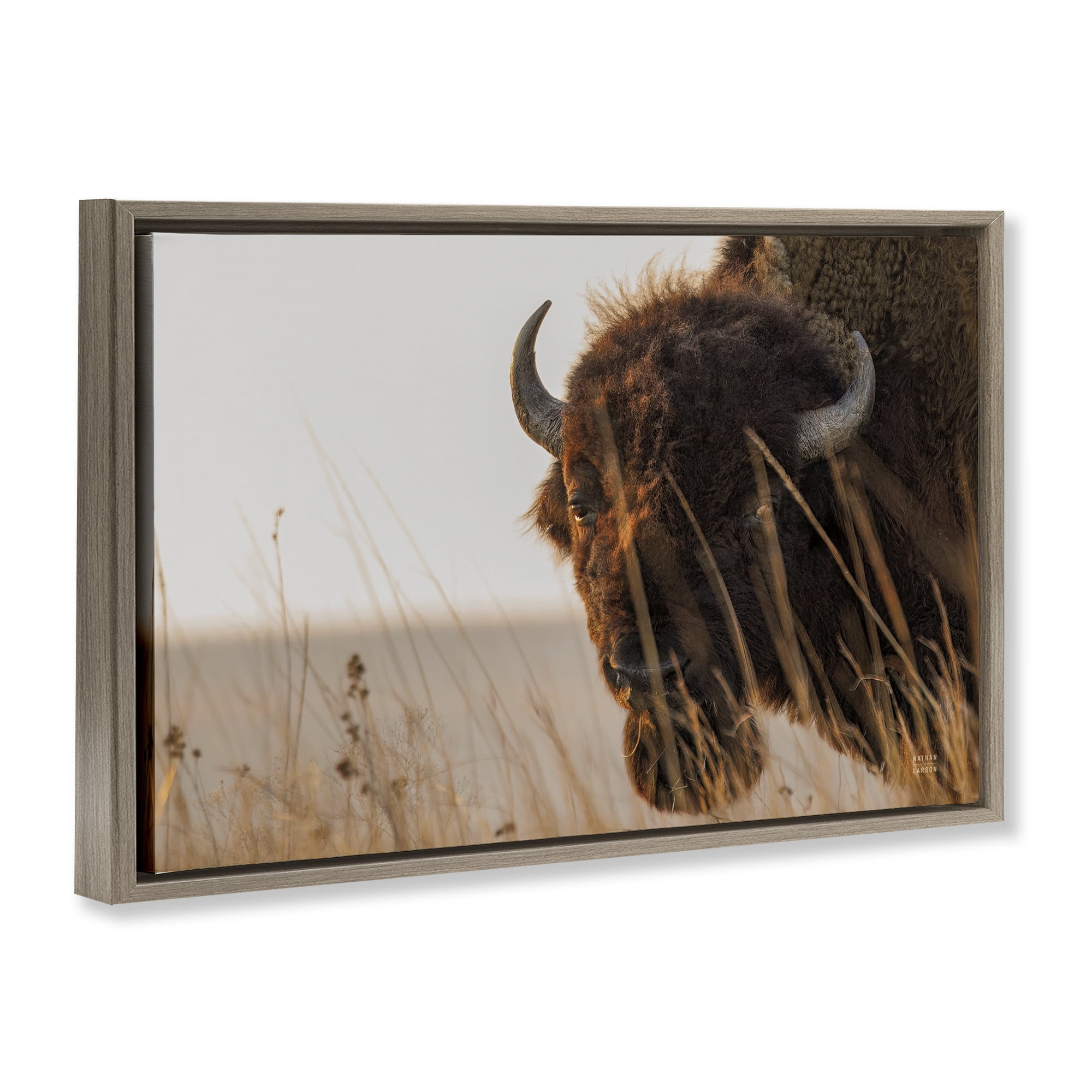 Stupell Industries Bison Sunset on Golden Prairie Brown Framed Floater Canvas Wall Art, design by Nathan Larson