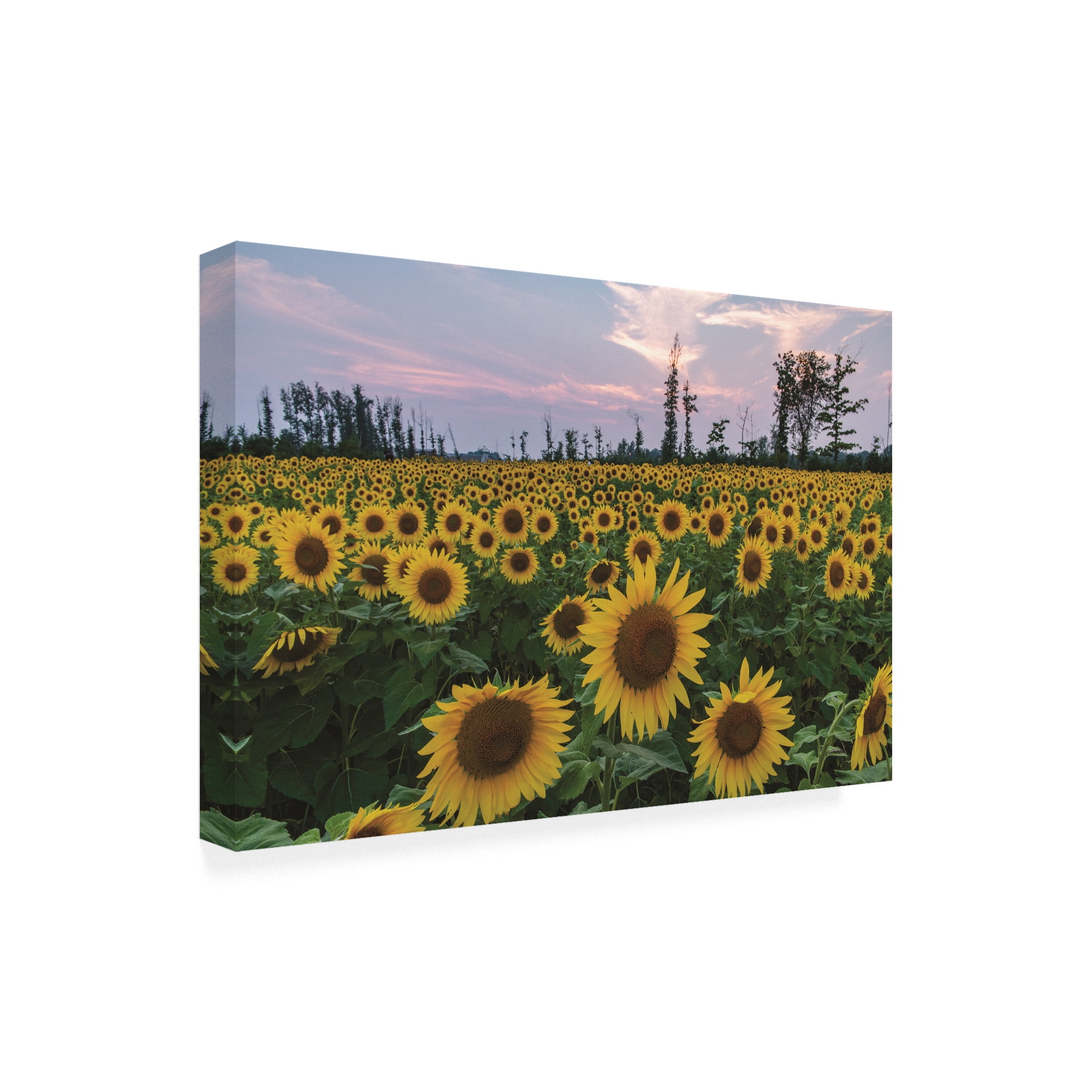 Trademark Fine Art 'Sunflowers of Hope' Canvas Art by Kurt Shaffer