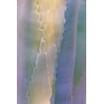 thumbnail image 2 of Mahan, Kathy 17x24 Black Ornate Wood Framed with Double Matting Museum Art Print Titled - Agave III, 2 of 4