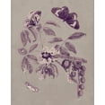 thumbnail image 2 of Merian, Maria S. 20x24 Black Ornate Wood Framed with Double Matting Museum Art Print Titled - Nature Study in Plum and Taupe II, 2 of 4