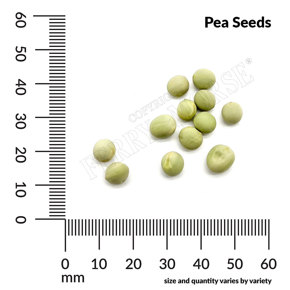 Ferry-Morse 1G Pea Melting Sugar Snow Vegetable Plant Seed Full Sun