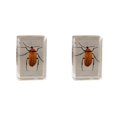 thumbnail image 1 of Bewildely Materiales respetuosos con el medio ambiente para un espécimen de escarabajo avispa araña escorpión seguro y confiable Type4 NO4, 1 of 6