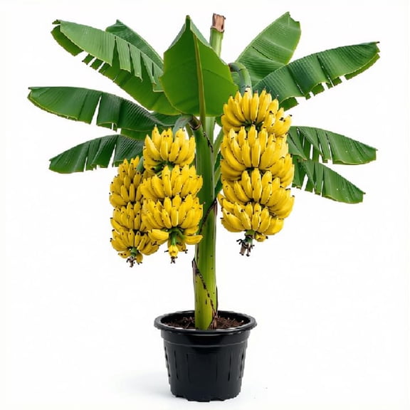 Truly Tiny Banana Live Plant - Dwarf Variety, 4-8 Inches, Full Sun, USDA Zones 9-11, Starter Plant, Ships Bare Root, No Pot