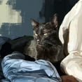 thumbnail image 2 of Kalina, Emily 20x20 White Modern Wood Framed Museum Art Print Titled - Sunning Kitties III, 2 of 4