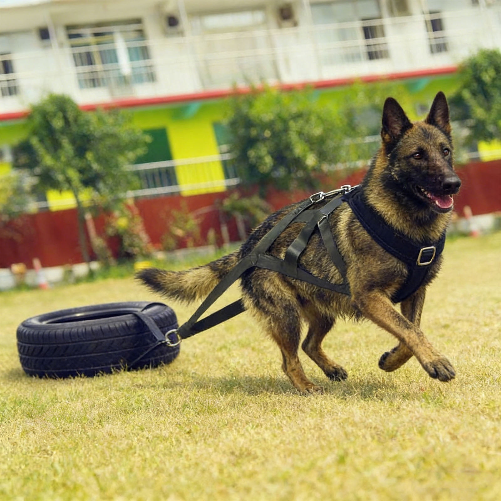 Heavy Duty Adjustable Dog Harness for Sled Training Weight Pulling Large Dogs Comfortable Vest