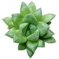 thumbnail image 2 of Haworthia Cuspidata Succulent (4"+ Minimalist Pot) - Tiny, Lovely, Easy to Care Succulent for Beginners - Live Healthy Succulent for Home Office, 2 of 9