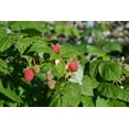 thumbnail image 4 of Expert Gardener 2.5QT Raspberry Deciduous Edible Fruit Live Plants Red, 4 of 5
