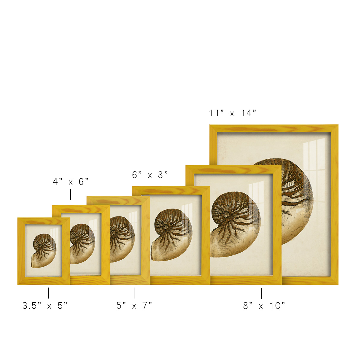 Sealife Collection V - Framed Print w/glass - Sunflower Yellow