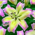 thumbnail image 3 of Giant Lily "Pretty Woman" Bulbs for Planting (3 Bulbs), 3 of 4