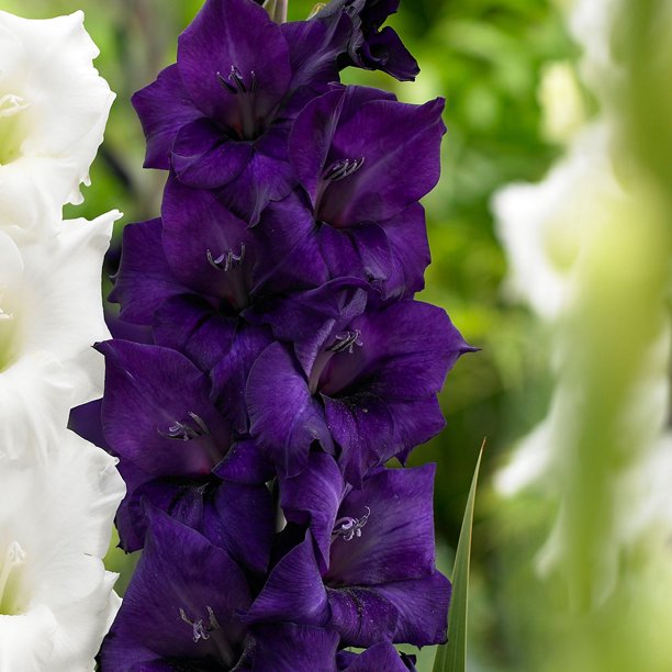 Purple Flora Gladiolus 8 Bulbs Pure Violet 14/+ cm
