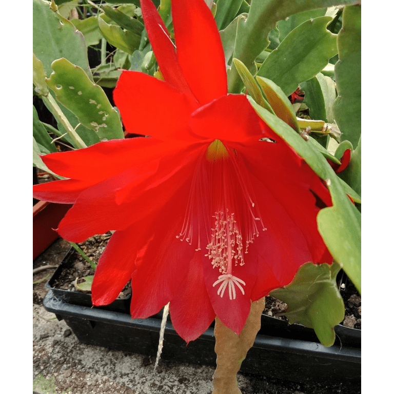 Red Epiphyllum Plant Live, Epiphyllum Orchid Cactus Plant from 8 Inch Tall,  Epiphyllum Rooted in 4 Inch Pot - Walmart.com