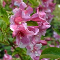 Weigela Plant Live, Weigela Flower Plant 4 Inch Pot, Outdoor Landscape