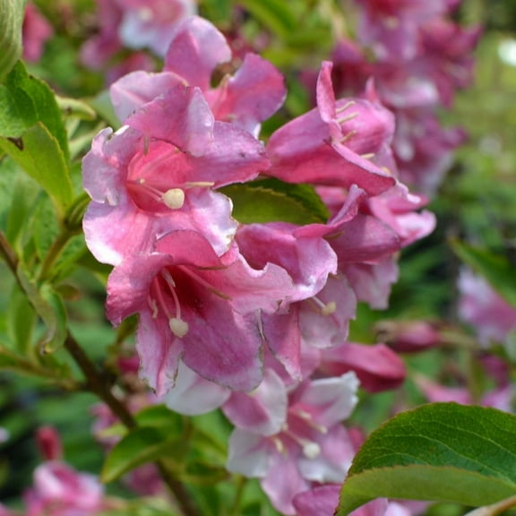 Weigela Plant Live, Weigela Flower Plant 4 Inch Pot, Outdoor Landscape