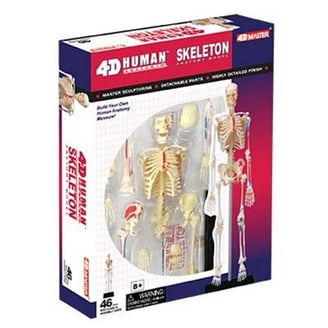 4D Vision Anatomy Model 32 Detachable Parts Human Torso, 4-5/8