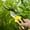 Yellow, variant on 8" Professional Heavy Duty Anvil Pruning Shears, Garden Shears for Dry Stems and Small Branches, Gardening Scissors, Clippers for Wood, Non-Slip Handle