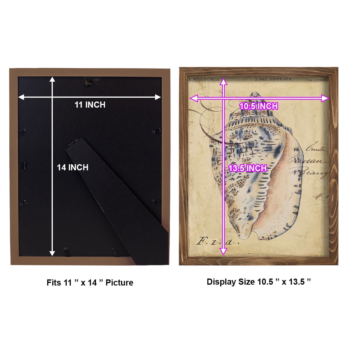 Seashell Ephemera I - Framed Print w/glass - Walnut