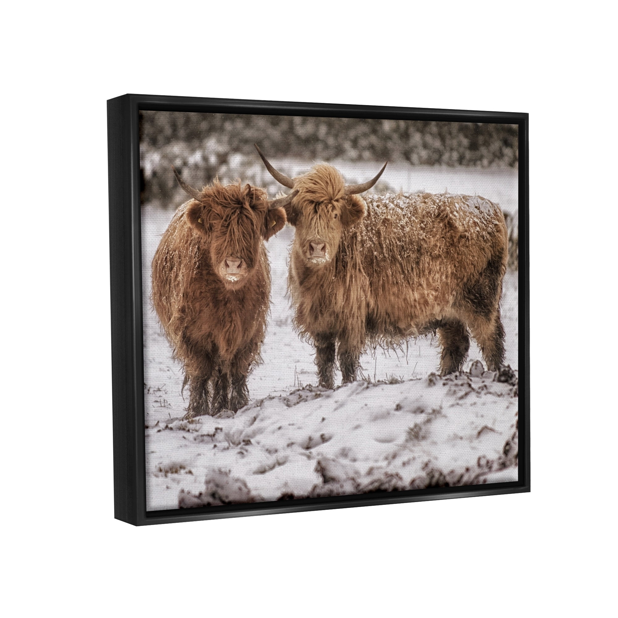 Stupell Industries Snow Dusted Highland Cattle Niveous Nature Landscape Photograph Jet Black Floating Framed Canvas Print Wall Art, Design by James Dobson