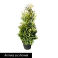 thumbnail image 3 of Gold Cone Upright Juniper Bush Potted Evergreen Shrub, in a 2.25 Gal. Pot, 3 of 3