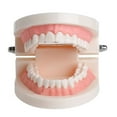 thumbnail image 3 of Modèle de Dentier Dentaire Standard Audlt Outil d'Enseignement Médical Modèle de Dents, 3 of 5