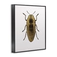 thumbnail image 2 of Stupell Industries Contemporary Beetle Gold Animal Photograph Black Framed Giclee Art, 24 x 30, by Design Fabrikken, 2 of 7
