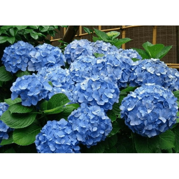 Daylily Nursery Blue Hydrangeas Bloom Blue