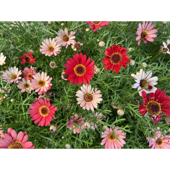100 Mixed Colors ROBINSONS PAINTED DAISY Chrysanthemum Pink Red Rose & Yellow Pyrethrum Flower Seeds