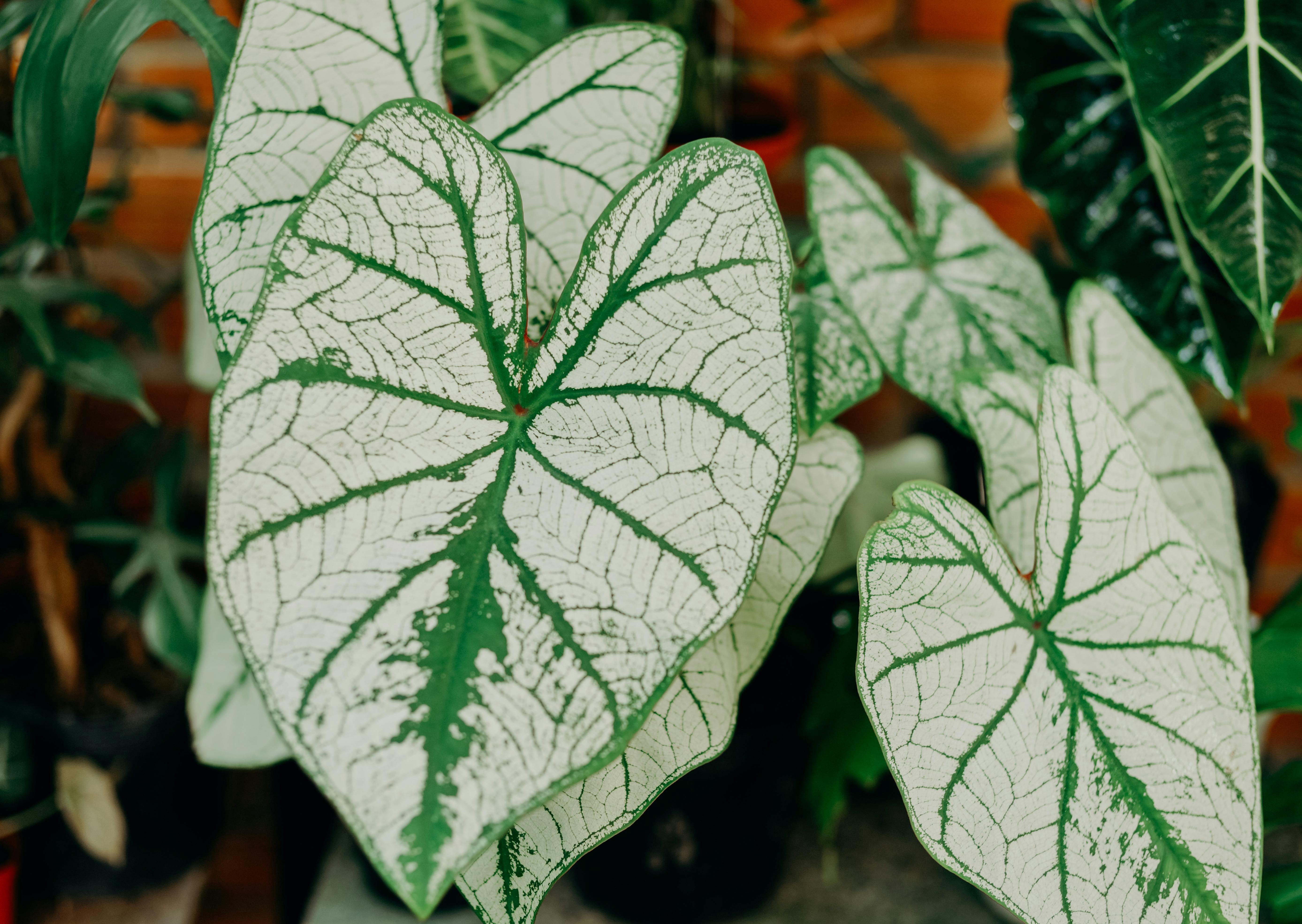 Better Homes & Gardens 1QT Caladium White & Green Perennial Live Plant