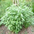 CHUXAY GARDEN Egyptian SpinachMolokhia Jute Mallow 1000 pcs Perennial