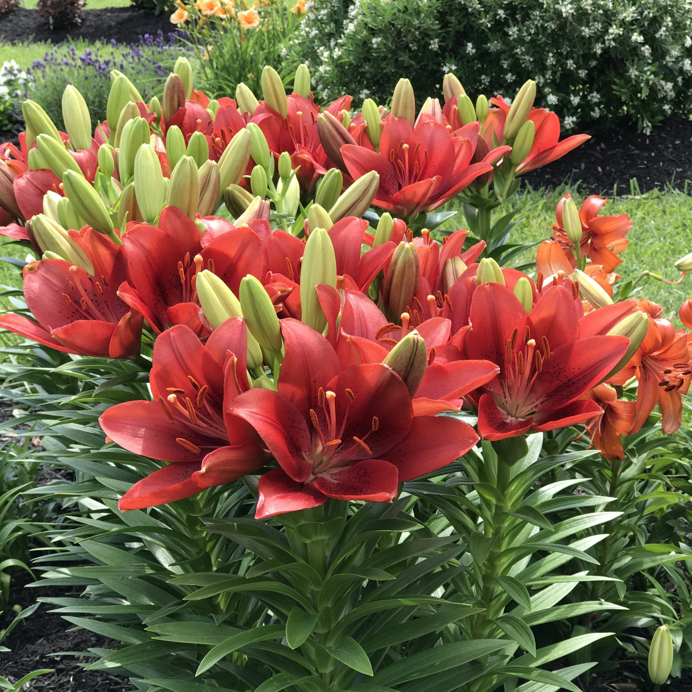 National Plant Network Lily LA Mixed Bulbs (10-Pack)