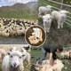 thumbnail image 4 of Cute Shaved Sheep Stuffed Animals, Kawaii Lamb Plush Toys for Valentine's Day and Birthday Gifts, 4 of 5