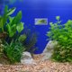 thumbnail image 4 of unbranded Transparentes Para Betta Con Multifuncional Para Descanso Y En Acuario, 4 of 8
