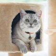 thumbnail image 4 of Extra Loud Brass Pet Collar Bells Pair - Durable Cat and Dog Bells for Pets, 4 of 5