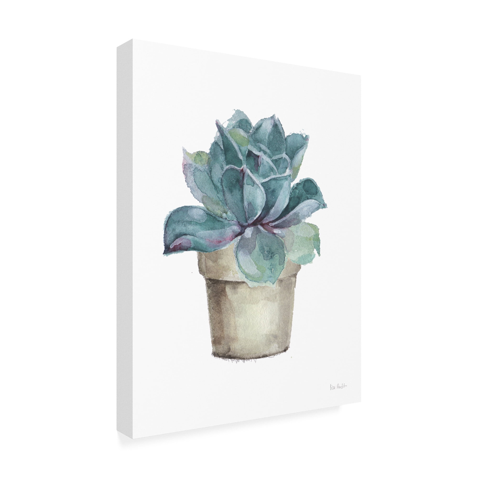 Trademark Fine Art 'Mixed Greens Succulent IV' Canvas Art by Lisa Audit