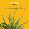 thumbnail image 3 of "Costa Farms 12"" Tall Kimberly Fern, 3 of 12