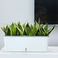 thumbnail image 2 of Narrow Rectangular Planter Box - 15x3.5 Inch Space-Saving Resin Planter with Drainage Holes for Balcony, Windowsill, Indoor & Outdoor Garden Decor, 2 of 9