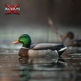 thumbnail image 6 of Avian X Topflight Realistic Floating Rugged Fusion Mallard Decoy, 18 Pack, 6 of 12