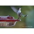 thumbnail image 5 of Birds Choice NP1008 Hummerfest Feeder, Hummingbird Nectar Feeder with Ant Moat, 8oz Capacity, Red, 5 of 5