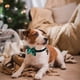 thumbnail image 3 of Paquete de 2 collares navideños para perros, collares clásicos para perros a cuadros de búfalo con pajarita extraíble, ajustable, 3 of 5