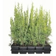 thumbnail image 2 of Spartan Juniper - Juniperus Chinensis - 5 Live 4 inch Container Trees - Evergreen Privacy Screening Plants, 2 of 8