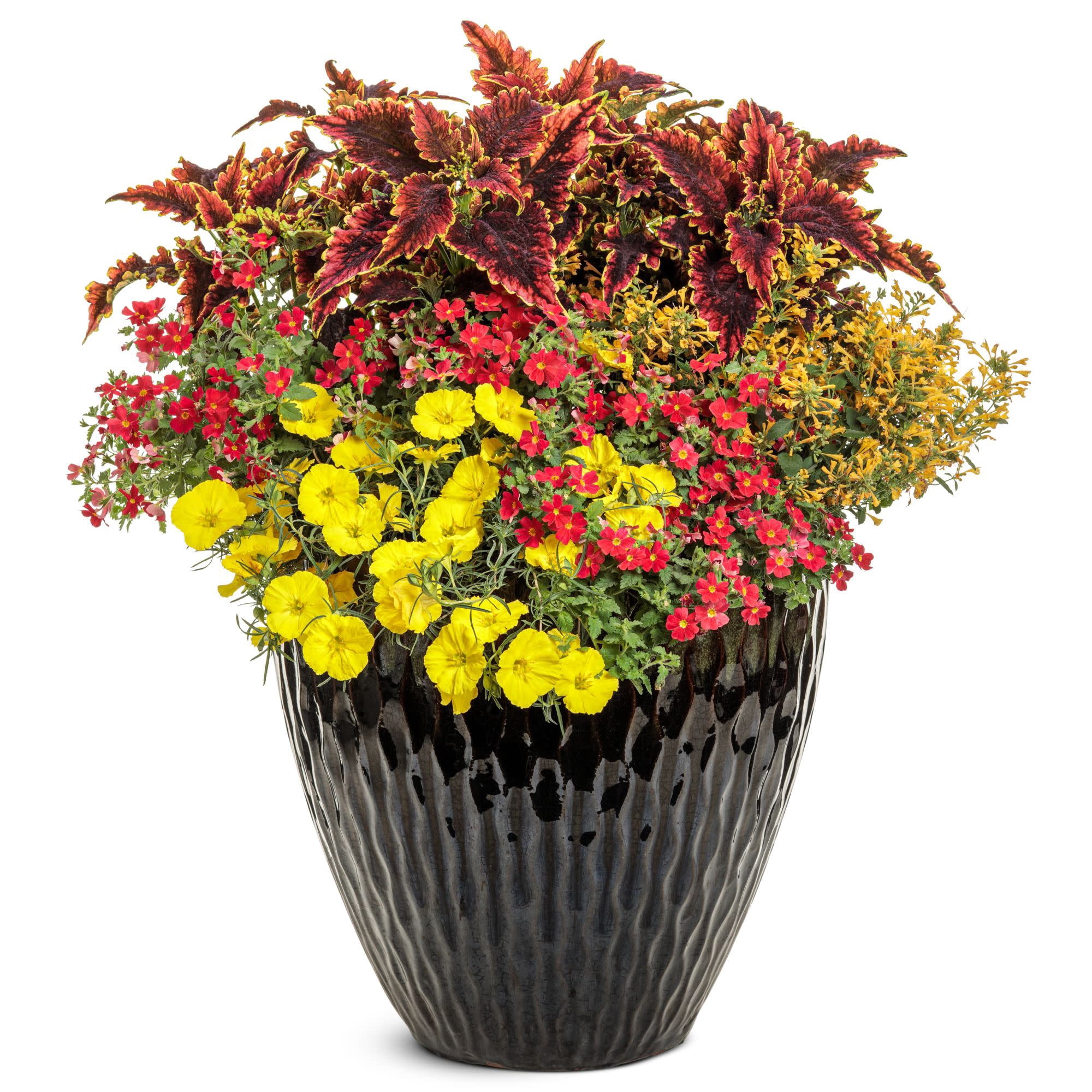 Proven Winners 4" Red Safari Lava Flow African Phlox Live Plant in 4.25" Pot (4 Count)