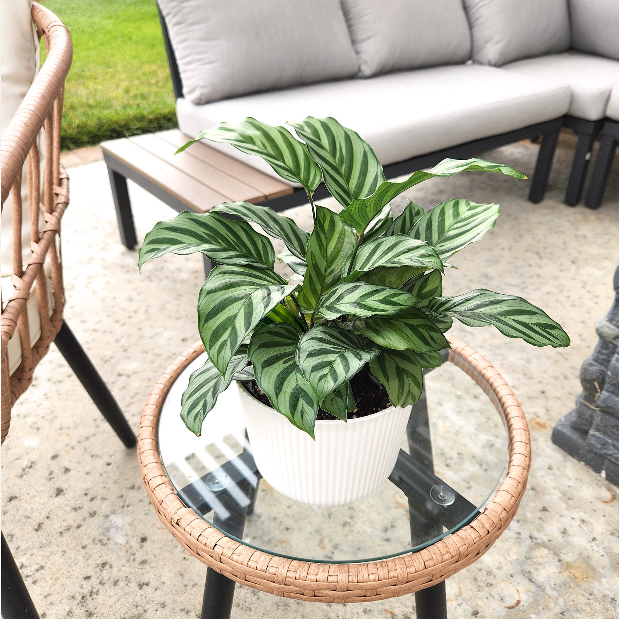 Element Freddie Calathea Live Plant in 6" White Decor Pot (Approx 15" Tall) Prayer Plant