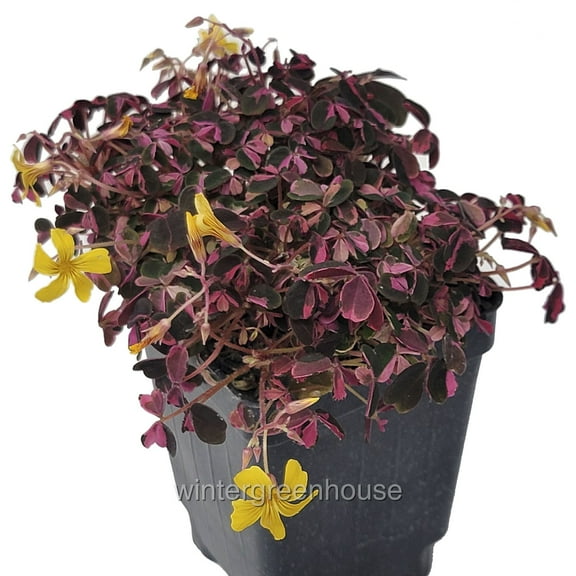 Oxalis, Plum Crazy - Pot Size: 3in (2.6x3.5in) - House Plants