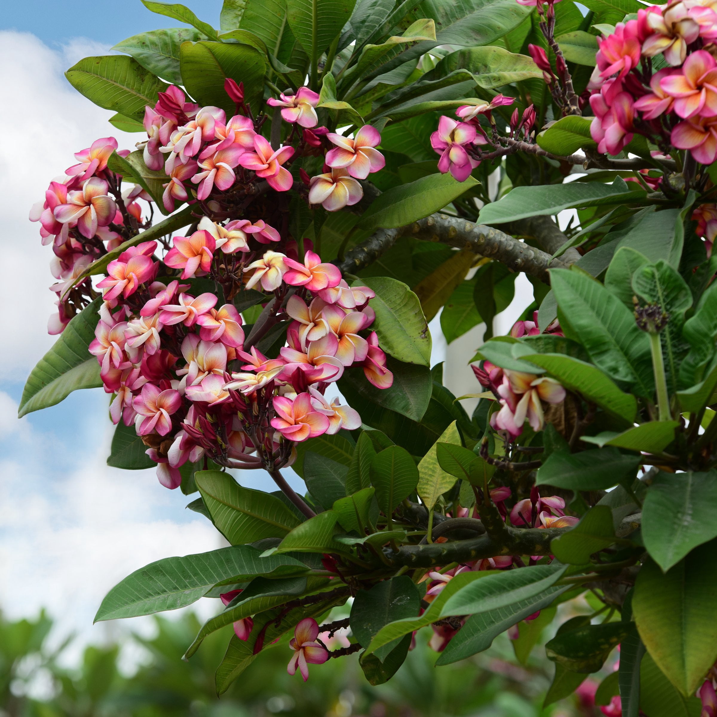 1 gal. Plumeria Mabela Plant with Multicolor Flowers