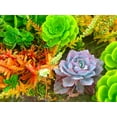 thumbnail image 2 of Grayscale 14x12 Black Ornate Wood Framed with Double Matting Museum Art Print Titled - Succulent Garden I, 2 of 4