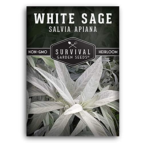 Survival Garden Seeds 1 Packet White Sage Seed for Planting NonGMO Heirloom Full Sun
