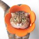 thumbnail image 4 of Collar protector con diseño de flores, antilamidos, de goma EVA, para gatos de interior, 4 of 4